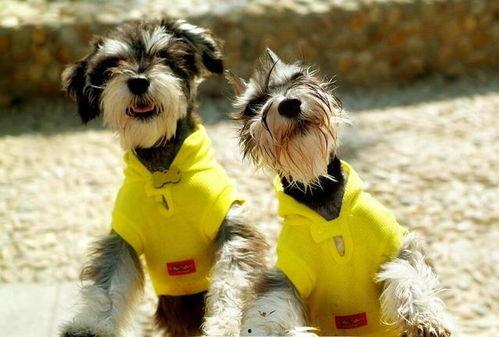 雪纳瑞吃蜜瓜,蜜瓜美食之旅