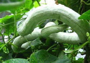 吃蛇瓜爱胖人吗,揭秘吃蛇瓜与体重增加的关系