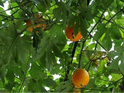 吃老吊瓜,传统美食的传承与创新之旅