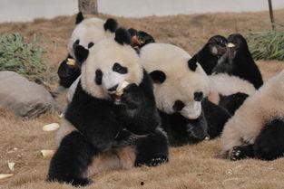 吃瓜熊猫人动漫,吃瓜熊猫人的奇幻冒险之旅