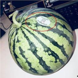 网红吃团队瓜,趣味横生！