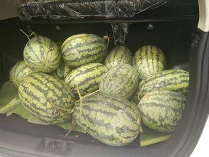 长凳子吃瓜,一场别开生面的吃瓜盛宴