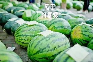 万嘉吃瓜大赛,一场舌尖上的狂欢盛宴