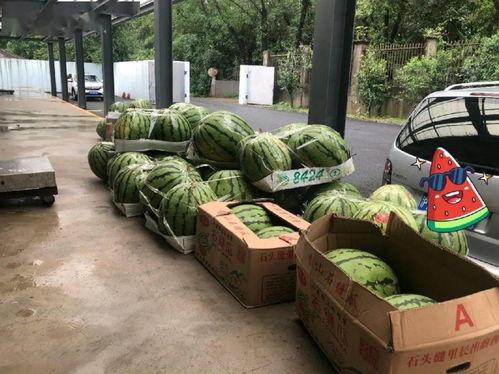 上海剧场吃瓜,吃瓜群众的观剧日记