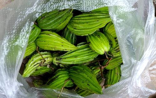 大妈云南吃瓜,一场味蕾与自然的邂逅