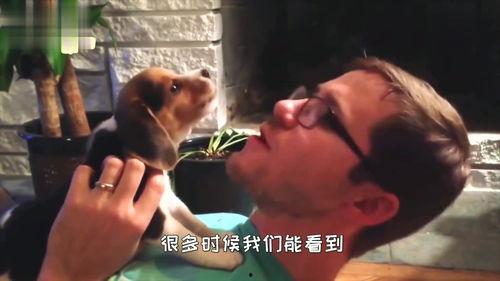 两只狗打架可以吃瓜吗