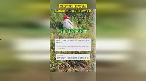 云南大妈边境吃瓜