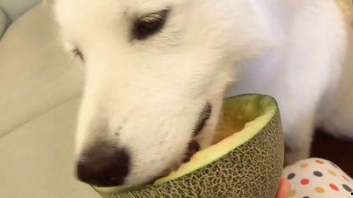 专业吃瓜群众动态,他们如何洞察娱乐圈风云变幻