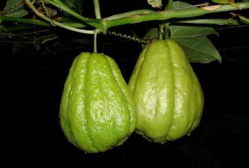 药材瓜怎么吃,瓜类药材的多样食用方法探秘