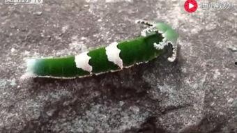 老虎吃瓜动物视频,老虎捕食瓜类动物的惊心动魄瞬间