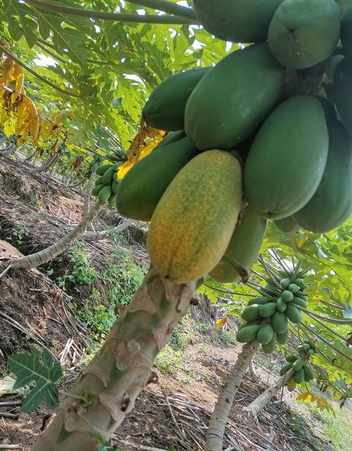 西双版纳边境吃瓜,瓜果飘香，尽享热带风情美食之旅