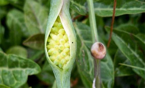 风吹半夏吃瓜现场