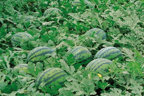 吃瓜群众早日康复图片,见证奇迹的时刻