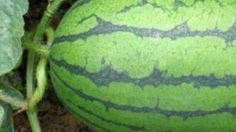 医院里吃瓜部门,揭秘医疗部门背后的故事