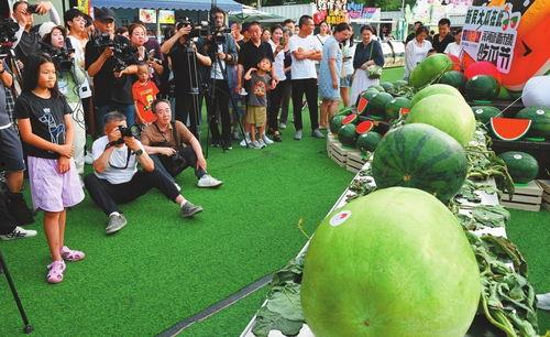 中国吃瓜节视频,一场全民参与的美食狂欢盛宴