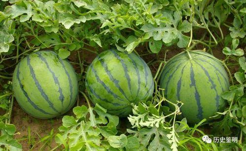 边吃边讲瓜,轻松畅谈生活百态