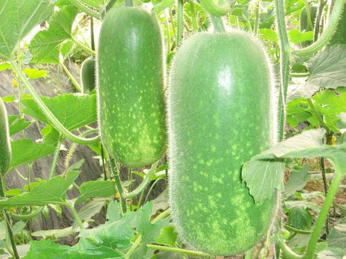 吃瓜痔疮,吃瓜也能引发痔疮?揭秘日常饮食与痔疮的关系