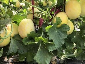 扶阳正阳吃瓜,夏日吃瓜养生之道